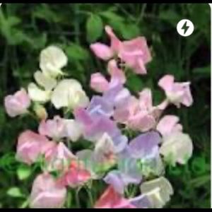 All Organic/Vegan Whipped body butter  Sweet Pea